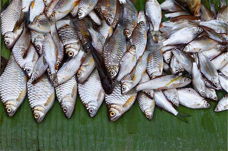 simsearch:825-02306228,k - Fish on a stall at the market in Luang Prabang, Laos Foto de stock - Con derechos protegidos, Código: 825-07077172