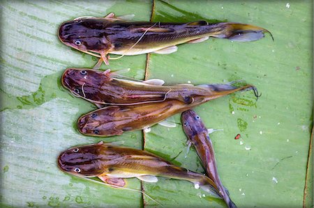 simsearch:825-02306228,k - Fish on a stall at the market in Luang Prabang, Laos Foto de stock - Con derechos protegidos, Código: 825-07077173