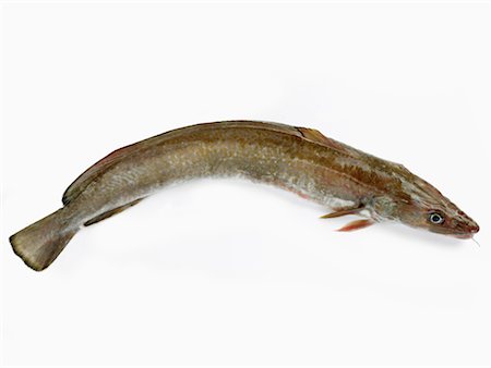 simsearch:825-02306228,k - sea burbot Foto de stock - Con derechos protegidos, Código: 825-02305357