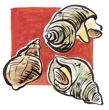 Whelks Stock Photo - Rights-Managed, Code: 825-03629175