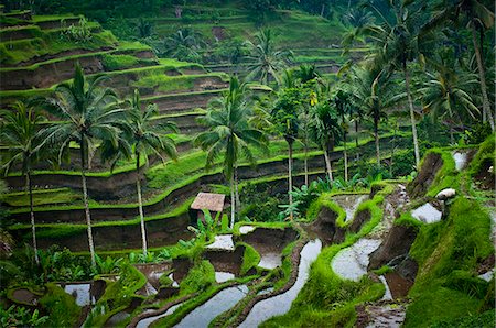 View Of Rice Terraces; Ubud, Bali, Indonesia Stock Photo - Rights-Managed, Code: 832-08007669