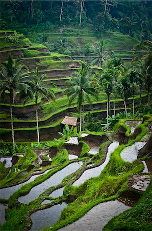 View Of Rice Terraces; Ubud, Bali, Indonesia Stock Photo - Rights-Managed, Code: 832-08007670