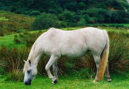 Connemara Pony Stock Photo - Rights-Managed, Code: 832-02254613