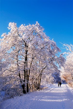 Belvoir Park in Winter, Belfast, Ireland Stock Photo - Rights-Managed, Code: 832-02254739