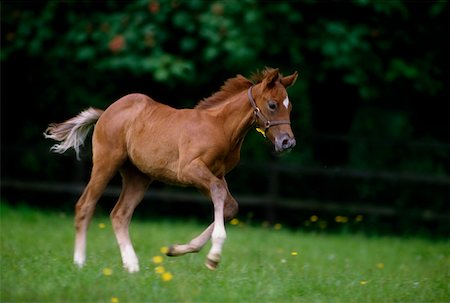 Thoroughbred Horse, National Stud Ireland Stock Photo - Rights-Managed, Code: 832-02254828