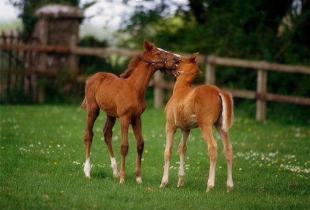 ThoroughbredFoal, Irlande Photographie de stock - Rights-Managed, Code: 832-02254829
