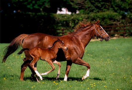 ThoroughbredMare et poulain galopant, Irlande Photographie de stock - Rights-Managed, Code: 832-02254836