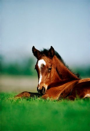 Thoroughbred Foal, Ireland Stock Photo - Rights-Managed, Code: 832-02254830