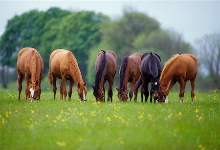 Thoroughbred Horse, Ireland Stock Photo - Rights-Managed, Code: 832-02254831