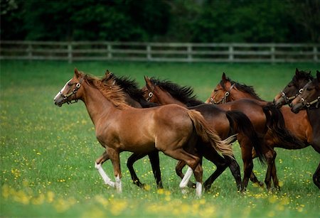 Thoroughbred Horses, Ireland Stock Photo - Rights-Managed, Code: 832-02254832