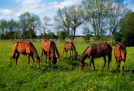 Pur-sang chevaux, Yearlings, Irlande Photographie de stock - Rights-Managed, Code: 832-02254856