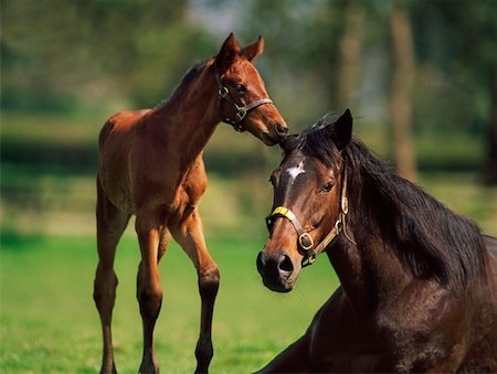 foal - Thoroughbred Mare, National Stud, Kildare Town, Ireland Stock Photo - Rights-Managed, Code: 832-02254860