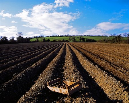 potato field - Potato field, Ireland Stock Photo - Rights-Managed, Code: 832-02254958