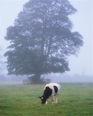 Friesian Cow, Ireland Stock Photo - Rights-Managed, Code: 832-02255024