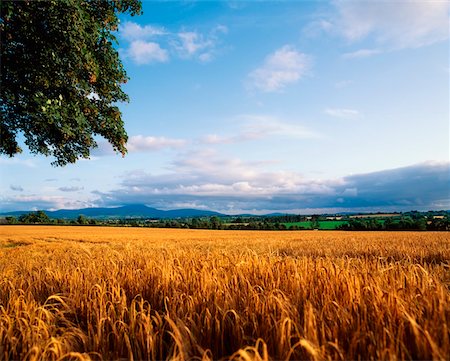 Barley, Bunclody, Co Wexford, Ireland Stock Photo - Rights-Managed, Code: 832-02255259