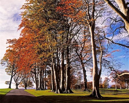 estate - Beech Trees on Entrance Avenue, Powerscourt House & Gardens, Co Wicklow, Ireland Stock Photo - Rights-Managed, Code: 832-02252550