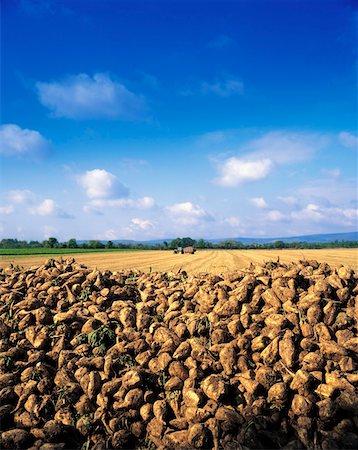 potato farm - Sugar Beet, Co Laois Stock Photo - Rights-Managed, Code: 832-02253046