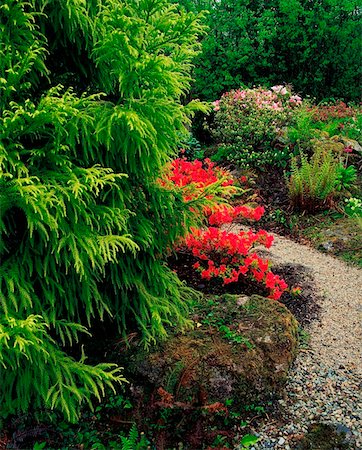 simsearch:400-05387304,k - Ardcarrig Garden, Co Galway, Ireland, Japanese garden with Azaleas and Ferns Stock Photo - Rights-Managed, Code: 832-02253190
