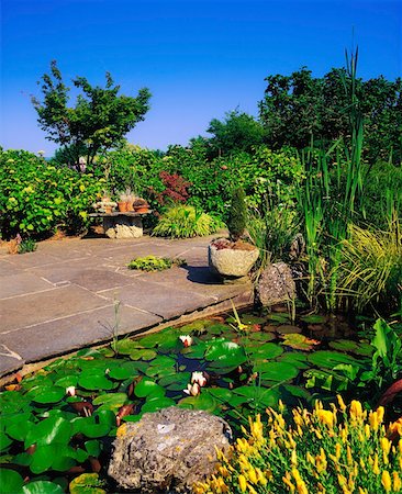 simsearch:400-05387304,k - Lakemount Gardens, Glanmire, Co Cork, Ireland, Lily pool with mixed planting Stock Photo - Rights-Managed, Code: 832-02253359