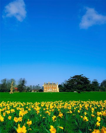 daffodil flower - Newbridge House, Donabate, Co Dublin, Irlande Photographie de stock - Rights-Managed, Code: 832-02253738