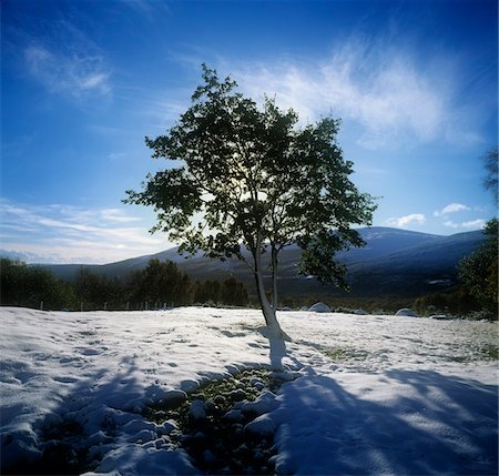 Tree on a snow covered landscape, Glencree, Republic Of Ireland Stock Photo - Rights-Managed, Code: 832-03232265