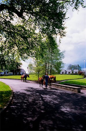 Irlande ; Homme conduisant les juments et les poulains Photographie de stock - Rights-Managed, Code: 832-03232706