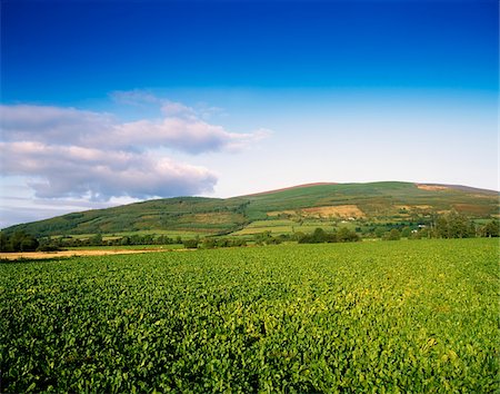 Sugar Beet, Near Clonmel, Co Tipperary, Ireland Stock Photo - Rights-Managed, Code: 832-03232738