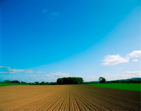 Sugar Beet, Co Tipperary Stock Photo - Rights-Managed, Code: 832-03232828