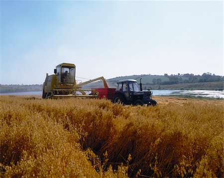 Co Down, Northern Ireland; Combine harvesting Rapeseed (Brassica napus) Stock Photo - Rights-Managed, Code: 832-03233410