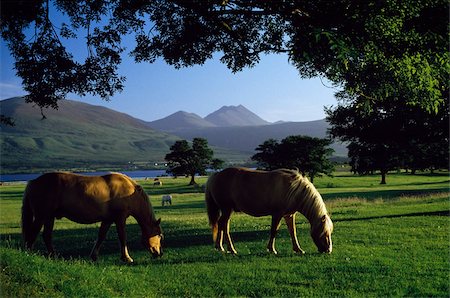 enclos - Killarney, co. Kerry, Irlande ;Deux chevaux paissant dans un paddock Photographie de stock - Rights-Managed, Code: 832-03233599