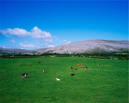 simsearch:832-03232823,k - Burren, Co Clare, Ireland; Cattle In A Karst-Landscape Region Stock Photo - Rights-Managed, Code: 832-03639645