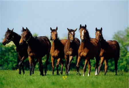 Pur-sang Yearlings, Co Meath, Irlande Photographie de stock - Rights-Managed, Code: 832-03639827