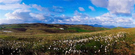 Bog Cotton On Malin Head, Co Donegal, Ireland Stock Photo - Rights-Managed, Code: 832-03639869