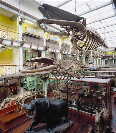 dinosaur - National Museum Of Ireland, Dublin, Co Dublin, Ireland; Skeletons Of Animals Stock Photo - Rights-Managed, Code: 832-03640021