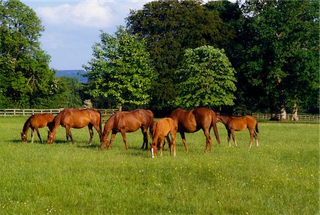 Ireland, Thoroughbred Mares And Foals Stock Photo - Rights-Managed, Code: 832-03640078