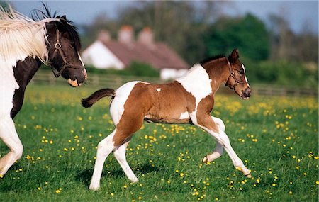 Piebald Mare And Foal, Ireland Stock Photo - Rights-Managed, Code: 832-03640757