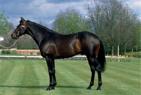 Thoroughbred Horse, Ireland Stock Photo - Rights-Managed, Code: 832-03640797