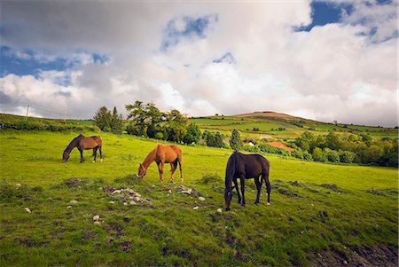 sky horses - Three Horses Grazing In Field Foto de stock - Con derechos protegidos, Código: 832-03640915