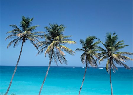 simsearch:841-03672349,k - Palm trees and Caribbean Stock Photo - Rights-Managed, Code: 832-03724327