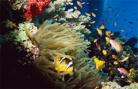 exotic outdoors - Red Sea anemone fish (Amphiprion bicinctus) in anemone Stock Photo - Rights-Managed, Code: 832-03725028