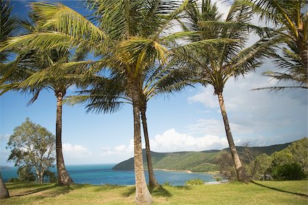 Palm trees on grass and island coastline Stock Photo - Rights-Managed, Code: 832-03723780