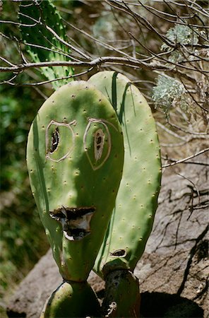 Prickly Pear Face. Stock Photo - Rights-Managed, Code: 845-04826393