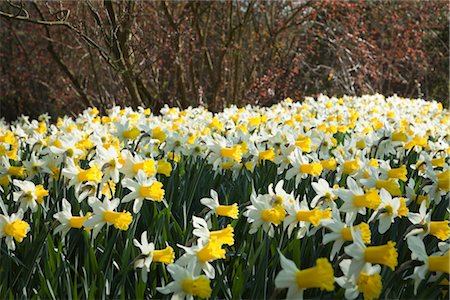 A chorus of the eponymously named Narcissus 'Wisley' sing their hearts out to welcome the spring in the Wild Garden at RHS Wisley Stock Photo - Rights-Managed, Code: 845-05838401