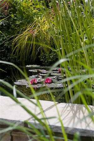 sim - The World of Water Garden, 2008 Hampton Court Flower Show, England. Designer: Pete Sims Stock Photo - Rights-Managed, Code: 845-02727697