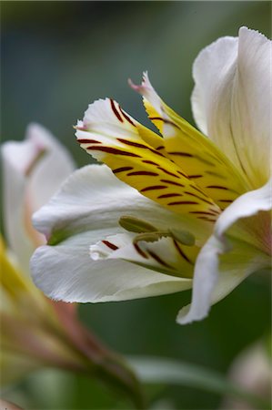 sympathy - Flower Details, Alstromaria. Foto de stock - Con derechos protegidos, Código: 845-03463322