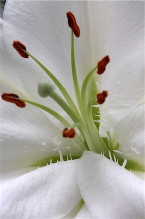 sympathy - Flower Details - Lillium. Foto de stock - Con derechos protegidos, Código: 845-03463338