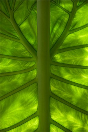 Abstract leaf detail, Positano Amalfi Coast, Hotel Palazzo Murat Stock Photo - Rights-Managed, Code: 845-03720718