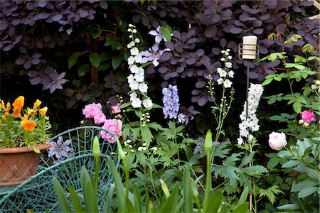 pivoine (fleur) - Jardin de banlieue. Détail des olanting de cotinus, pivoines, delphiniums, canterbury bells, pensées, rose, Agapanthe. Photographie de stock - Rights-Managed, Code: 845-03720919