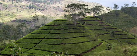 simsearch:841-03672349,k - Norwood Tea Plantation, Sri Lanka. Bogawantalawa Valley Stock Photo - Rights-Managed, Code: 845-03777256