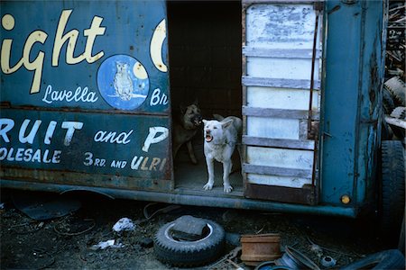 JUNK YARD DOGS Stock Photo - Rights-Managed, Code: 846-05645682